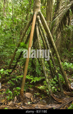 La marche (Socratea exorrhiza) Palm racines échasses lui permettent de changer de position dans la recherche de la lumière du soleil forêt Amazon Equateur peut Banque D'Images