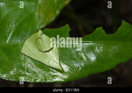 Aphelandra aurantiaca leaf endommagé par la coupe des feuilles Atta cephalotes ant Igapo forêt amazonienne Equateur Amérique du Sud Banque D'Images