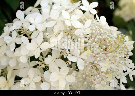 HYDRANGEA PANICULATA PHANTOM Banque D'Images