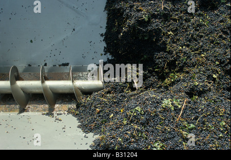 Simon Gilbert Grape Harvest Wines Australia New South Wales Australie Banque D'Images