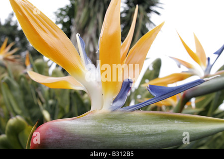 Strelitzia reginae, grue, oiseau de paradis fleurs fleur, geel piesang Banque D'Images