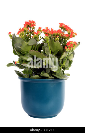 Kalanchoe blossfeldiana, brillante étoile, flaming katy, Madagascar widow's thrill Banque D'Images