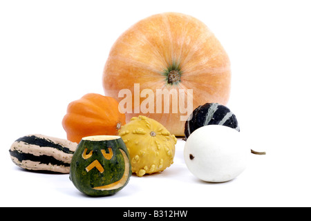 Moelle osseuse, champ de citrouilles, de plantes ornementales, de citrouille halloween citrouille Banque D'Images