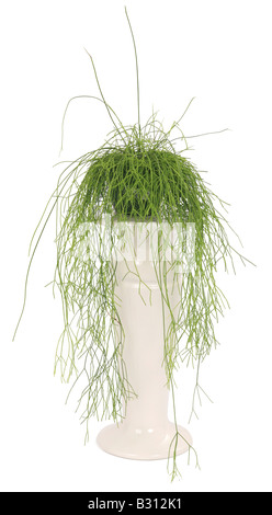 Rhipsalis baccifera Rhipsalis cassutha, cactus, le gui Banque D'Images