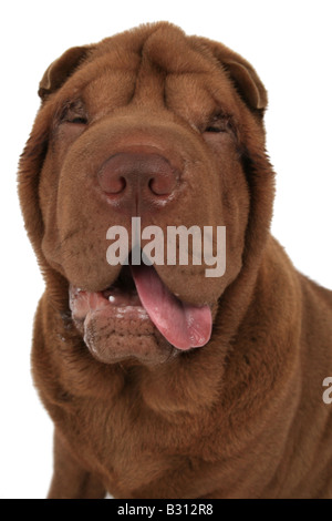 Shar Pei, Sharpei, Canis lupus f. familiaris, Shar Pei Shar-Pei Chinois, Banque D'Images