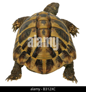 Testudo hermanni boettgeri, Hermanns, tortue tortue tortue grecque, Boettgers Banque D'Images