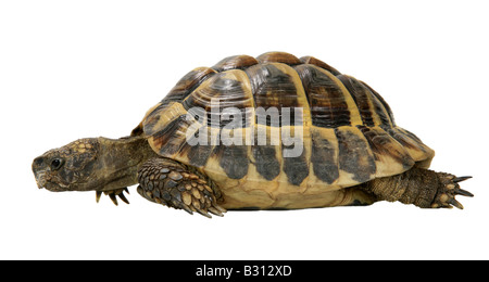 Testudo hermanni boettgeri, Hermanns, tortue tortue tortue grecque, Boettgers Banque D'Images