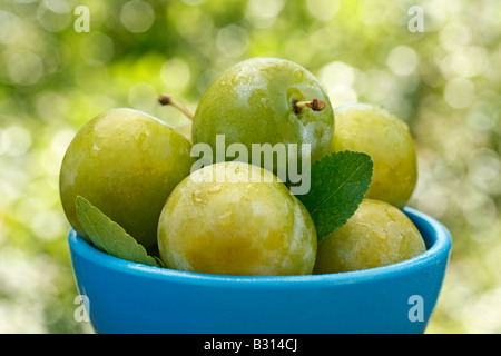 Les prunes en contexte naturel Banque D'Images