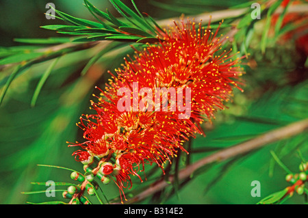 Callistemon Rugulosus (nom commun : Scarlet Bottlebrush) Banque D'Images