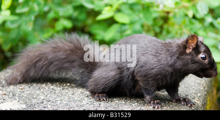 Gardant un oeil vigilant Banque D'Images