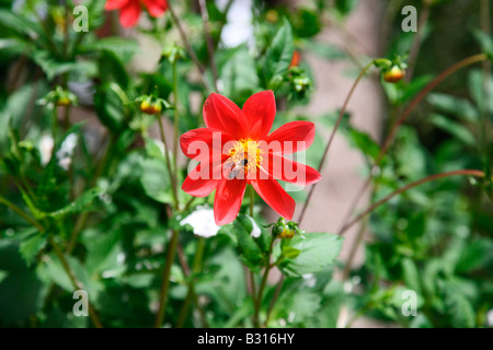 Dalia rouge fleur Banque D'Images