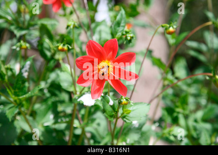 Dalia rouge fleur Banque D'Images