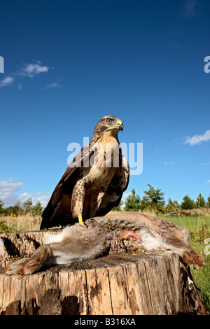Buteo buteo Buzzard Bedfordshire Potton Lapin sur Banque D'Images