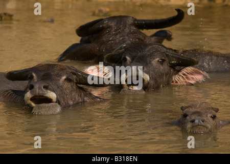 Buffalo thaïlandais, baignade au nord de la Thaïlande. Banque D'Images