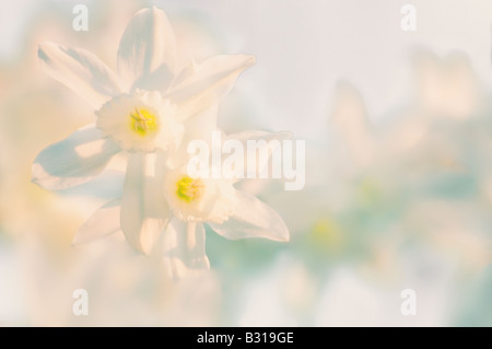Duo de fleurs jonquille blanche Banque D'Images