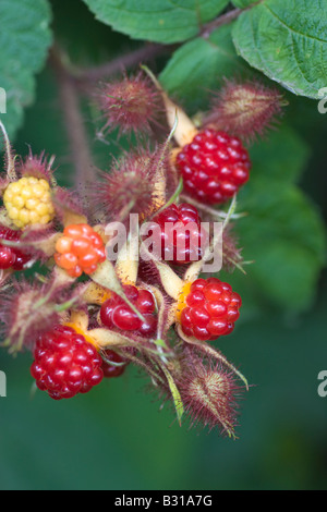 Le rouge baies comestibles d'un Rubus phoenicolasius Wineberry japonais Banque D'Images