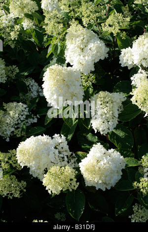 L'Hydrangea paniculata Silver Dollar Banque D'Images