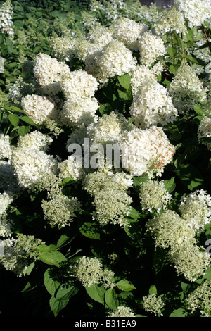 HYDRANGEA PANICULATA LIMELIGHT Banque D'Images