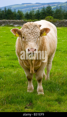 Les jeunes taureaux charolais Banque D'Images