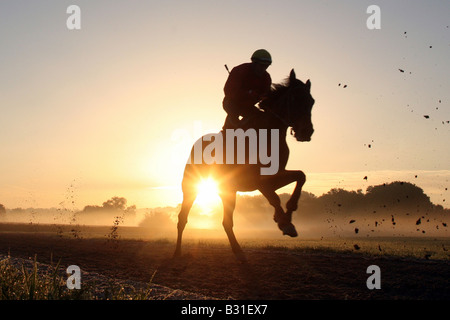 Rider sur son cheval dans la lumière du matin, Iffezheim, Allemagne Banque D'Images