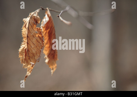 Feuilles FLÉTRIES À SEC À LA FIN DE L'HIVER DANS LE NORD DE L'ILLINOIS USA Banque D'Images