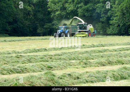 Coupe de l'ensilage de récolte des fourrages et pâturages pour nourrir les bovins pendant l'hiver sur Parkhurst Farm dans le West Sussex Banque D'Images