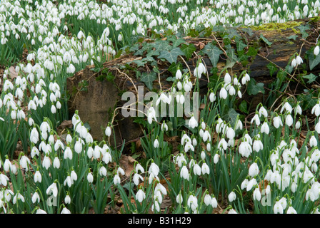 Gouttes de neige, Galanthus nivalis sauvage dans les bois, Sussex Royaume-Uni février Banque D'Images