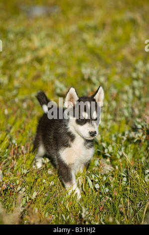 Chiots husky chiens de traîneau inuits au Groenland à Ilulissat Banque D'Images