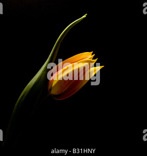 Fleur tulipe jaune rouge sur fond noir Banque D'Images