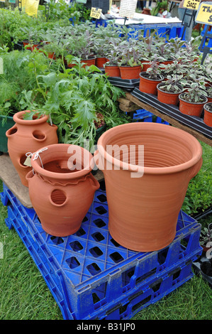 Pots en terre cuite et des plantes en vente sur stand à Camden Londres Angleterre Royaume-uni juste vert Banque D'Images