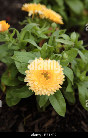 Calendula officinalis bon bon fleur abricot durant les mois d'été à Prescott Park à Portsmouth dans le New Hampshire USA Banque D'Images