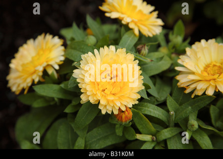 Calendula officinalis bon bon fleur abricot durant les mois d'été à Prescott Park à Portsmouth dans le New Hampshire USA Banque D'Images