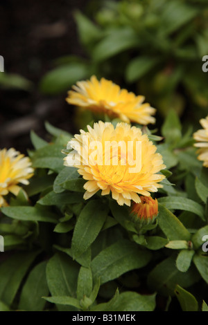 Calendula officinalis bon bon fleur abricot durant les mois d'été à Prescott Park à Portsmouth dans le New Hampshire USA Banque D'Images