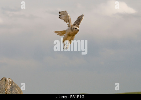 Le faucon gerfaut, Falco rusticolus Banque D'Images