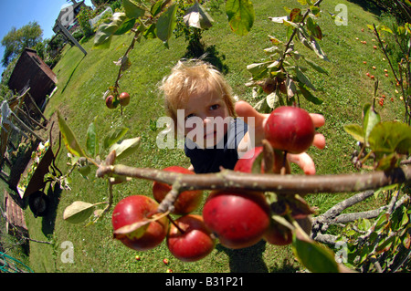 Enfant en choisit une pomme d'un arbre Banque D'Images