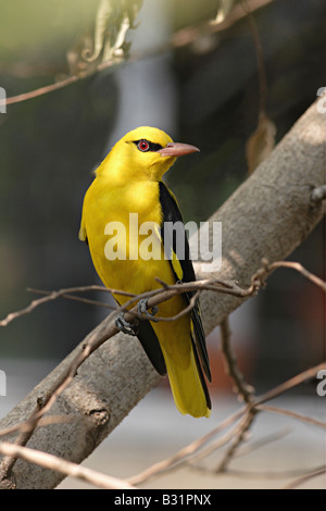 Goldern indiennes, l'Oriole Oriolus kundoo. Mumbai Inde Banque D'Images