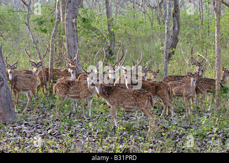 Le chital ou cheetal (Axis axis) également connu sous le nom de chital, cerf Banque D'Images