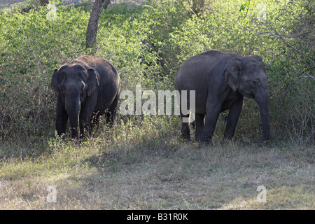 L'éléphant d'Asie ou d'Asie (Elephas maximus), parfois connu sous le nom d'un de ses sous-espèces Banque D'Images