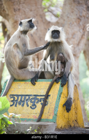 Une famille de singes Langur reste sur la porte d'entrée pour le parc national de Ranthambore, en Inde. Banque D'Images