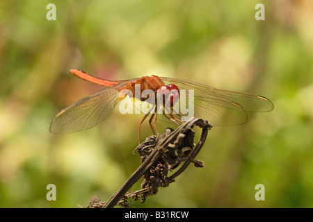Une libellule est un type d'insecte appartenant à l'ordre des Odonates Banque D'Images