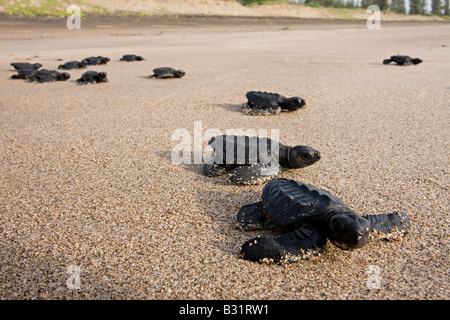 La tortue olivâtre (Lepidochelys olivacea). Banque D'Images