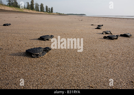 La tortue olivâtre (Lepidochelys olivacea). Banque D'Images