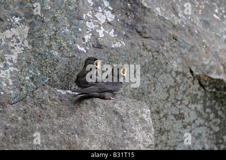 Le Crag Martin (Ptyonoprogne concolor) est une espèce d'avaler qui est un résident d'oiseaux d'élevage en Asie du Sud. Banque D'Images