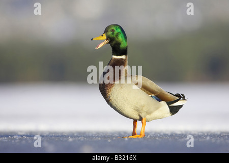 Canard colvert (Anas platyrhynchos), mâle adulte, debout sur la glace en hiver Banque D'Images