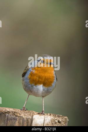 Robin sur piquet - Erithacus rubecula aux abords Banque D'Images