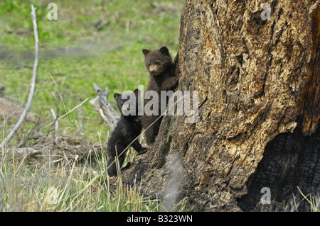 Et l'ours noir cannelle bébés Banque D'Images