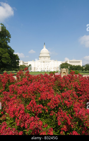 Le Capitole, centre législatif du gouvernement des États-Unis, avec des fleurs rouges à Washington, DC. Banque D'Images