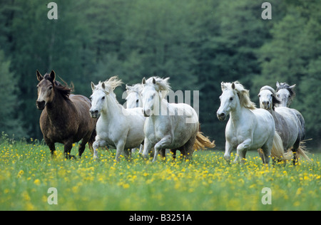 Poney Connemara (Equus caballus), troupeau au galop sur un pré Banque D'Images