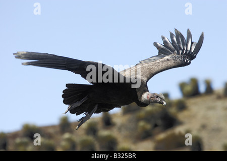 Condor des Andes (Vultur gryphus) mâle en vol Banque D'Images