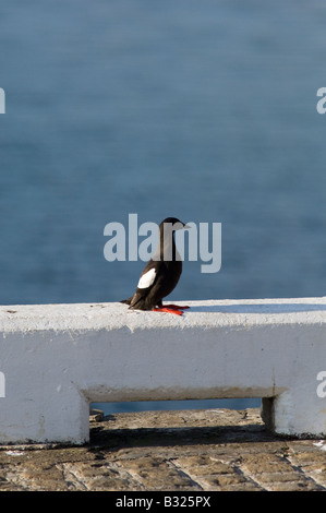 Le guillemot à miroir (Cepphus grylle), perché sur le mur du port, dans l'île de Man en plumage nuptial Banque D'Images